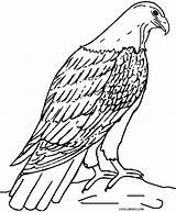 Adler Ausmalbilder Ausmalbild Eagles Cool2bkids Bald Ausdrucken Designlooter sketch template