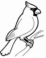 Vogel Malvorlagen Malvorlagen1001 Birds Cardinal Kids sketch template