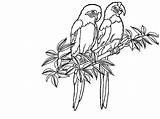 Tropical Coloring Pages Rainforest Flowers Clipart Bird sketch template