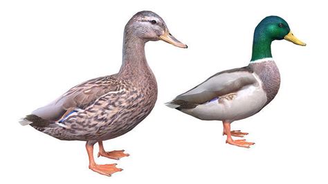 mallard duck male female  model cgtrader
