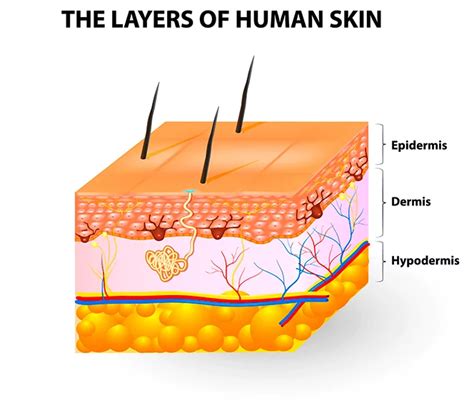 skin oncobeta