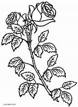 Bush Cool2bkids Coloriage Rosen Adults Ausmalbilder Fleur Malvorlage Skull Crosses Getcolorings Valentine Coloriages sketch template
