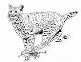 Lynx Coloring Printable Pages Drawings Animals sketch template