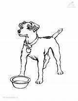 Hund Malvorlage Russel sketch template