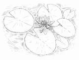 Leaves Nymphaea sketch template