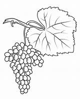 Anggur Grapes Weintrauben Mewarnai Kolorowanki Fiano Vine Vitigno Daun Uvas Winogrona Buah Trauben Uva Ausdrucken Dibujo Druku Kleurplaten sketch template