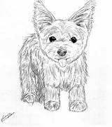 Coloring Yorkie Pages Terrier Puppy Dog Drawing Print Yorkshire Drawings Line Teacup Printable Puppies Shih Color Yorkies Tzu Kids Poo sketch template