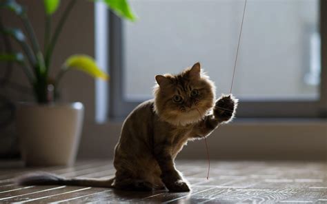 Hd Cat Pulling On The Red String Wallpaper Download Free