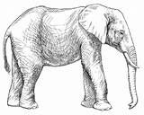 Elephants Elefante Outlines sketch template