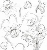 Narcissus Daffodil Narzissen Daffodils Narzisse Blumen Meinmodus Skizzen Aquarell sketch template