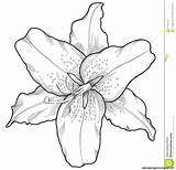 Lily Tiger Drawing Outline Sketch Para Colorear Flower Dibujos Water Drawings Beautiful Flores Engraving Style Tattoo Coloring Vector Orquidea Lilies sketch template