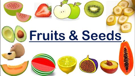 fruit   seeds top   answers barkmanoilcom