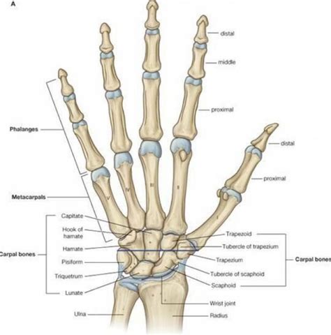 hand skeleton anatomy carpal bone anatomy hand bone anatomy hand