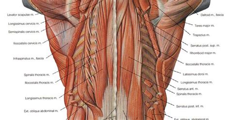anatomy of muscles hip and lower back