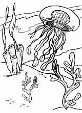 Coloring Jellyfish Pages Kids Colouring Printable Book Color Sheets Print Animal Ocean Animals Books Designs Underwater Life Library Clipart Comments sketch template