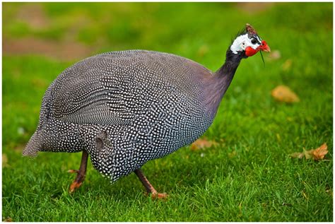 helmeted guinea fowl  africa    page