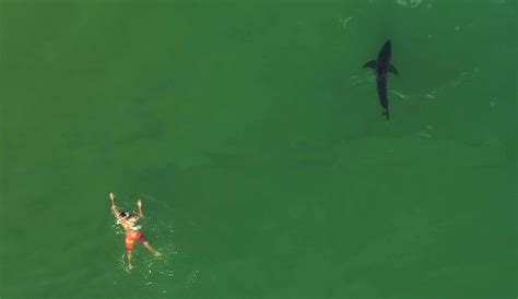 drone footage shows swimmer   eerily close encounter   great white shark  inertia