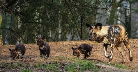 beschuit met muisjes  beekse bergen drie afrikaanse wilde honden geboren hilvarenbeek bdnl