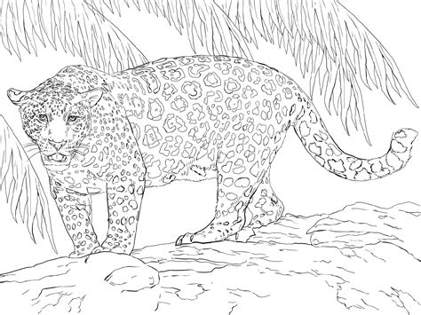 coloring pages  jaguars printable pictures hot coloring pages