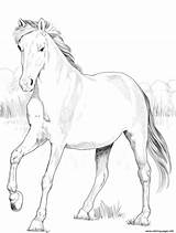 Coloring Mustang Horse Pages Spanish Printable sketch template