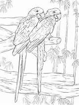 Coloring Pages Hyacinth Macaws Printable Pair Bird Macaw Colouring Animals Supercoloring Drawing Realistic Drawings Adult Crafts Parrots sketch template