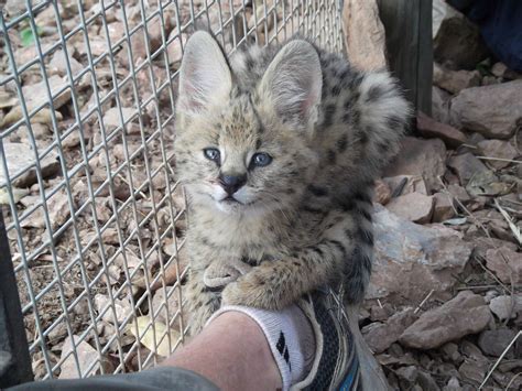 Serval Kittens Like Shoes Imgur