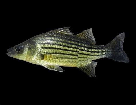 Striped Bass Life Expectancy