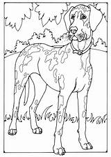 Dog Coloring Danish Pages Deense Mastiff Large sketch template