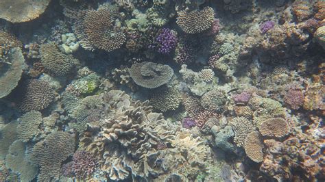 meere versauerung bremst wachstum von korallenriffen schon heute