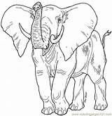 Elephant Trunk Drawing Front African Coloring Animals Pages Janbrett Mural Lion Getdrawings Drawings Draw Printable School Honey sketch template