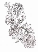 Peony Peonies Magnolia Magnolias Linework Tattoodo sketch template