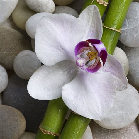 orchid  bamboo stock image image  life fresh floral