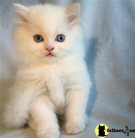 persian kitten  sale blue eyed pure white doll face teacup persian male  yrs   mths