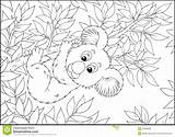 Koala Coloring Eucalyptus Book Illustration Bear Outline Pages Branch Hanging Royalty Dreamstime Designlooter Stock Template Vector sketch template