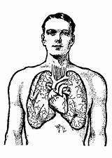 Lungs Human Drawing Clipartmag sketch template