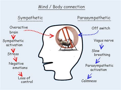 brain mind connection mind body connection vagus nerve