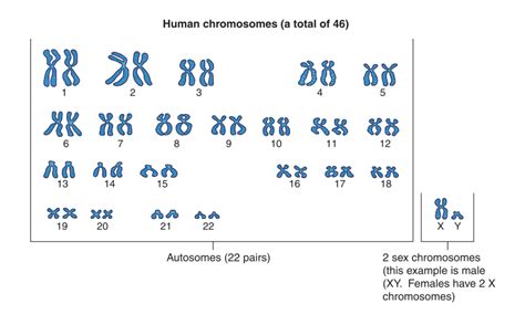 Human Chromosomes Humans Have 23 Pairs Of Chromosomes Pairs 1 22 Are