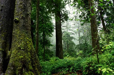 de mooiste bossen van europa oerwouden en dierenparadijzen