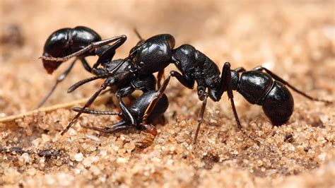 ant hd wallpapers