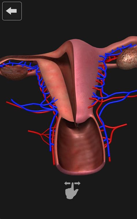female reproductive system internal organs 3d for android