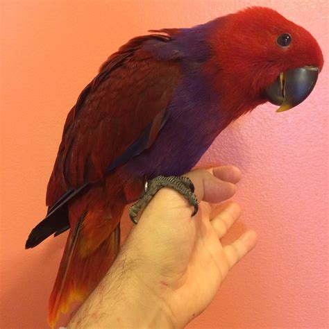 vosmaeri eclectus parrot alex cordero flickr