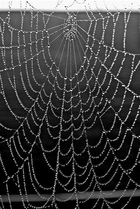 Spider Web For Halloween West Virginia Photo Chris Lusher Purple Night