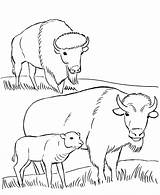 Bison Plains Yellowstone Printables Coloriages Designlooter Webstockreview sketch template