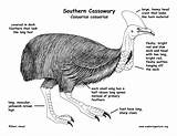 Cassowary Designlooter sketch template