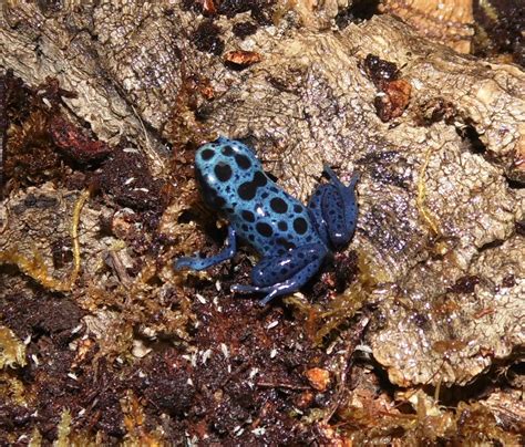 nachzuchtbericht blauer baumsteiger dendrobates tinctorius azureus
