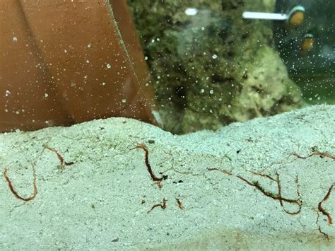 strange thread  worms   tank   reefreef saltwater  reef aquarium forum