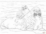 Walrus Ausmalbild Supercoloring sketch template