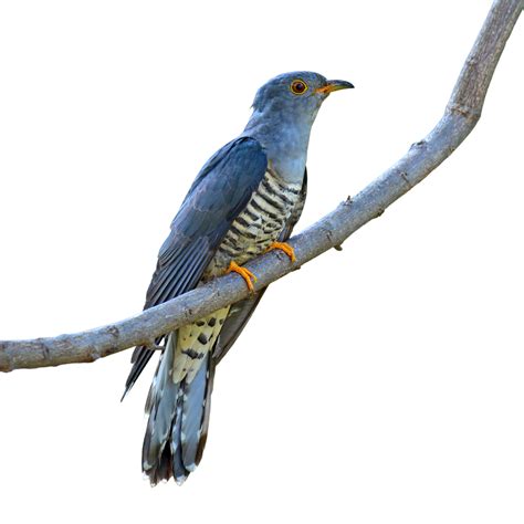 cuckoo definition  meaning collins english dictionary