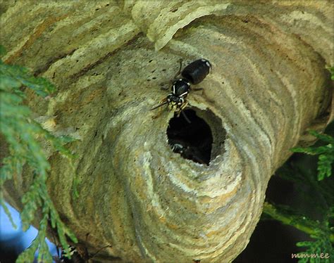 garden    black hornets