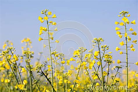 rapeseed plants stock photo image  herbicides alternative